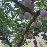 悠闲盘锦7a6头像