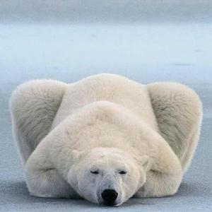 北极熊搞笑头像图片