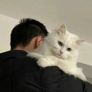 女人的叛徒·头像