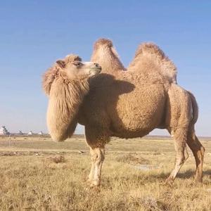 沙漠之舟骆驼CAMEL头像