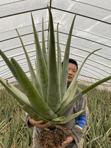 永强芦荟种植农场头像