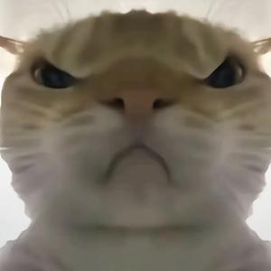 耿崽ovo头像