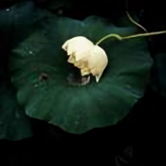 芳城映画头像