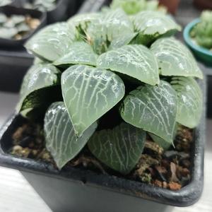 养一棵多肉（十二卷）头像