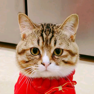狸少墩墩头像