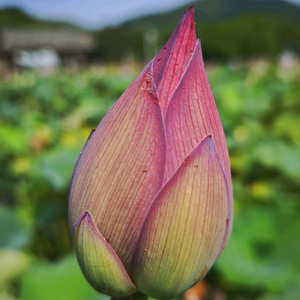@五月花头像
