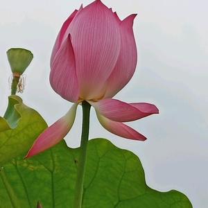 大公无私湘林影视头像