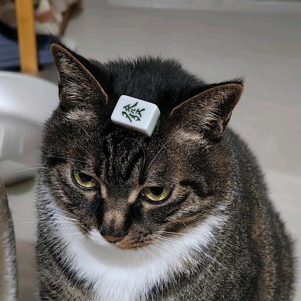 程序员小四的一天头像