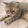 旺财是只肥猫头像