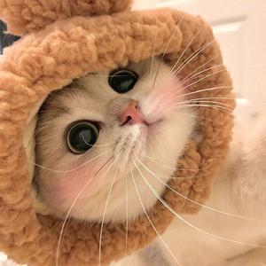猫meme日子头像