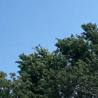 一往无前Lin头像