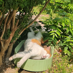 小米主播粉丝头像