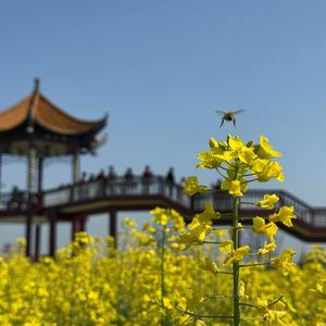 醉卧故人膝头像