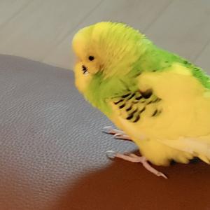 哈娜hanna头像