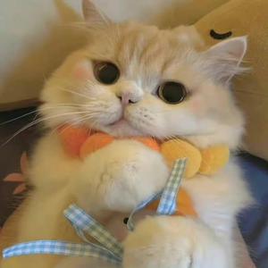 爱追剧的猫头像