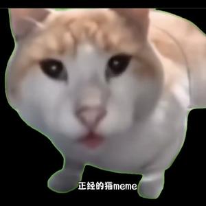 一只正经的猫meme头像