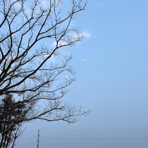 曹州紫藤树头像