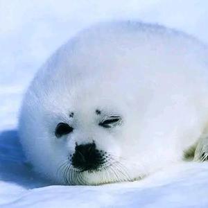 清晨的竖琴海豹 头像