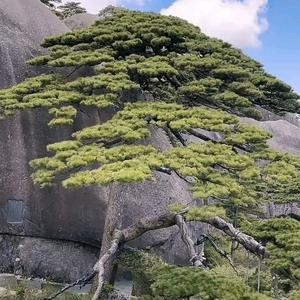淡忘如思头像
