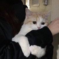 旋风翻败叶呐头像