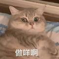 哦吼是真的吗头像