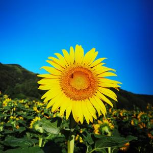 向上开花头像