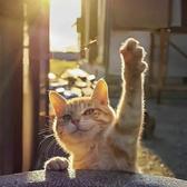 奋发有为爱笑的猫头像