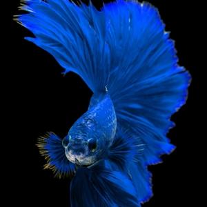 水族亿点点有趣头像