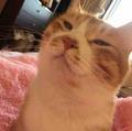 cream猫咪生活馆头像