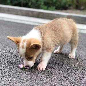 泡芙和发财头像