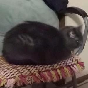 躲星星的猫头像
