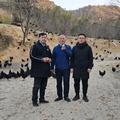 桃花山养鸡兄弟头像