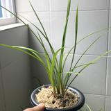 兰售头像