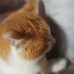 猫眼读书头像