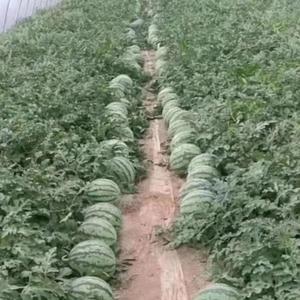 云中漫步头像