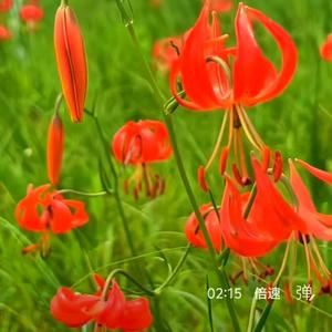 百合头像