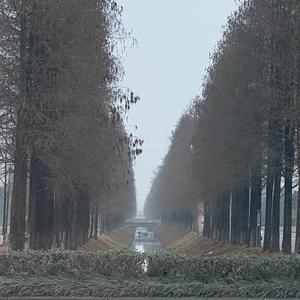 博学的山竹头像