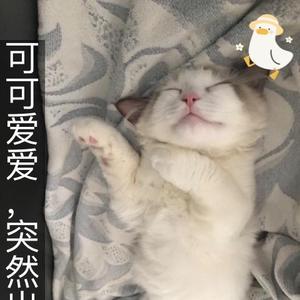 大米妈小洋泡泡煜头像