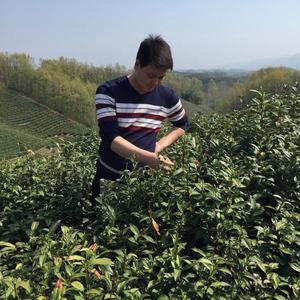 制茶研究生头像