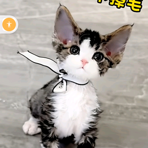 糯米宝团头像