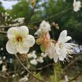 悦品百草头像