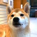 小鱼纪实头像