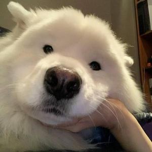 大狗子养猪人头像