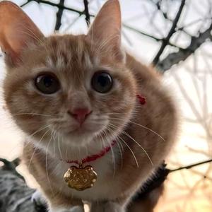 田园猫宝妈耶头像
