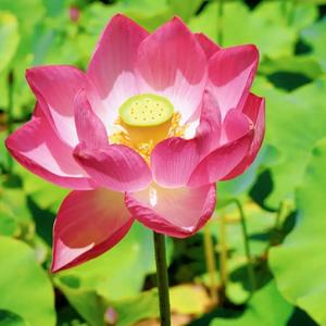 花好月圆头像