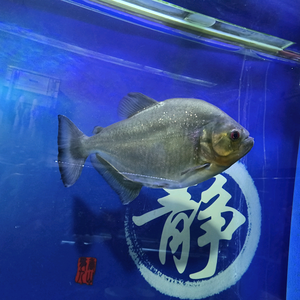 养鱼老道头像