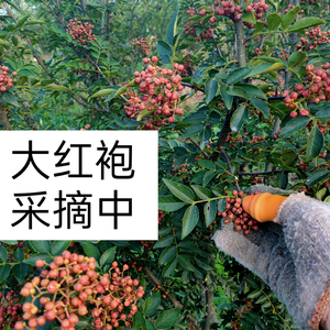 农民椒哥（自产自销花椒）（距拒绝闲聊）头像