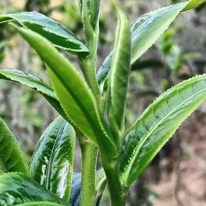 临沂茶哥 头像