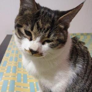 留守猫咪日常头像