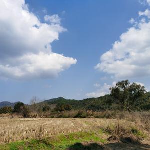 阳光下的山野头像